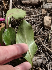 Penstemon triflorus