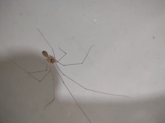 Micropholcus fauroti