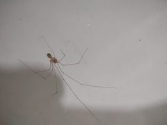 Micropholcus fauroti