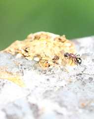 Dolichoderus sibiricus