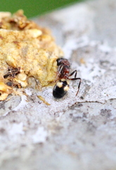 Dolichoderus sibiricus