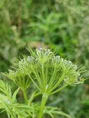 Apioideae