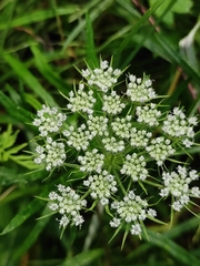 Apioideae