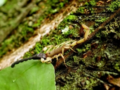 Centruroides limbatus