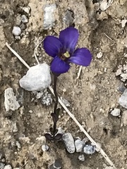Gentianopsis detonsa raupii