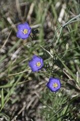 Giliastrum rigidulum