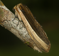 Lirimiris pennipenis