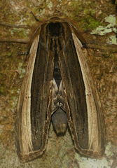 Lirimiris pennipenis