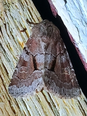 Oligia minuscula