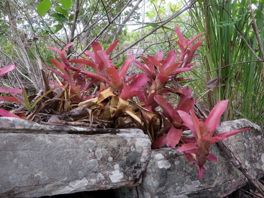 Neoregelia mucugensis