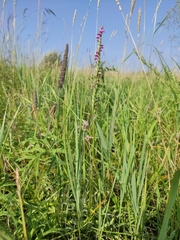 Spiranthes australis