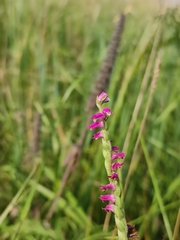 Spiranthes australis