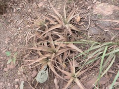 Orthophytum lemei
