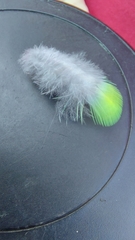 Psittaculidae