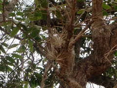 Tillandsia gardneri