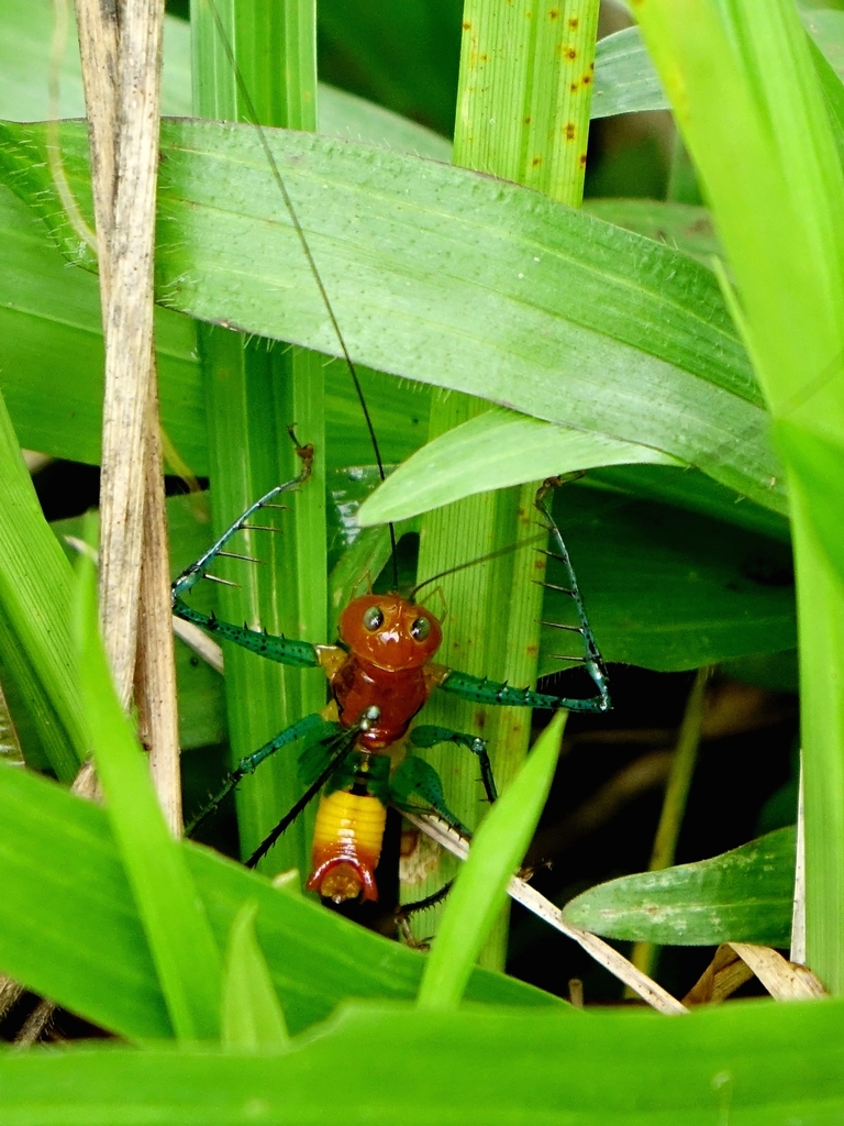 Arachnoscelidina