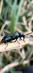 Strongylium auratum
