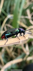 Strongylium auratum
