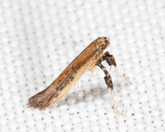 Caloptilia hypericella