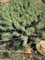 Euphorbia davyi