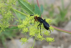 Sphex nitidiventris