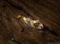 Monopis chrysogramma