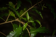 Actephila mooreana