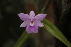 Dimerandra emarginata