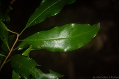 Actephila mooreana