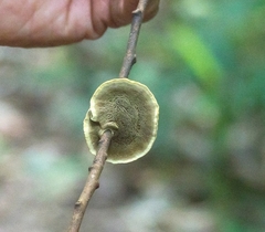 Phylloporia amplectens