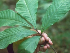 Phylloporia amplectens