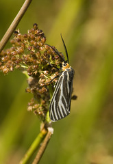 Ctenucha vittigera
