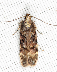 Chionodes pereyra