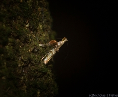 Cyphosticha panconita