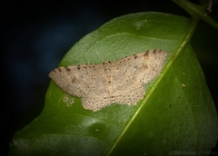 Minoa euthecta