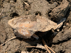 Anodonta nuttalliana