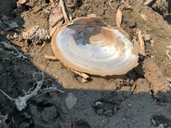 Anodonta nuttalliana