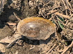 Anodonta nuttalliana