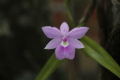 Dimerandra emarginata