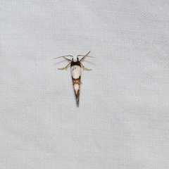 Philenora aspectalella