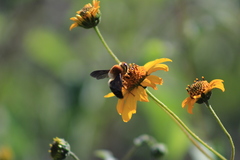 Mesoxaea