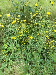 Hieracium laevigatum
