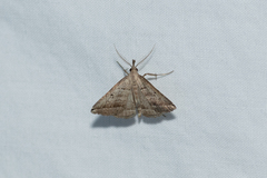 Lysimelia lenis