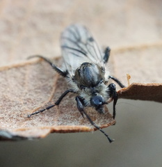 Bibio albipennis