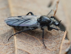 Bibio albipennis