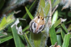 Paropsisterna semifumata