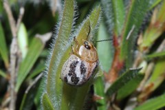 Paropsisterna semifumata