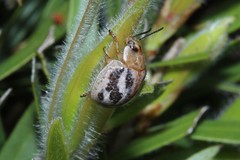 Paropsisterna semifumata