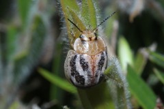 Paropsisterna semifumata