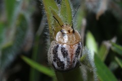 Paropsisterna semifumata